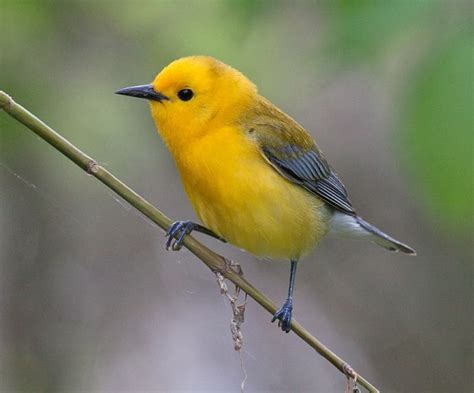 Yellow Texas Bird | Ornithology, Birds, Bird pictures