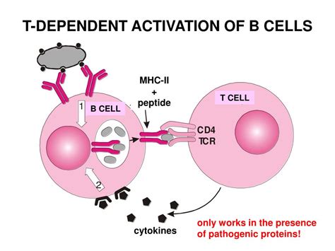 T Cell And B Cell Activation