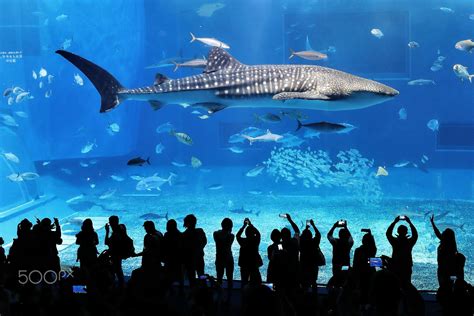 Ssurvivor: Dubai Mall Aquarium Whale Shark