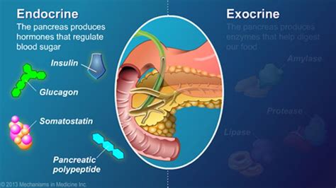 The pancreas has two functions: endocrine and exocrine. Its endocrine function is to produce the ...