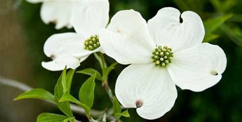 Venus Dogwood Tree Dazzles With Beauty and Vigor | Dogwood trees, Dogwood flowers, Spring ...