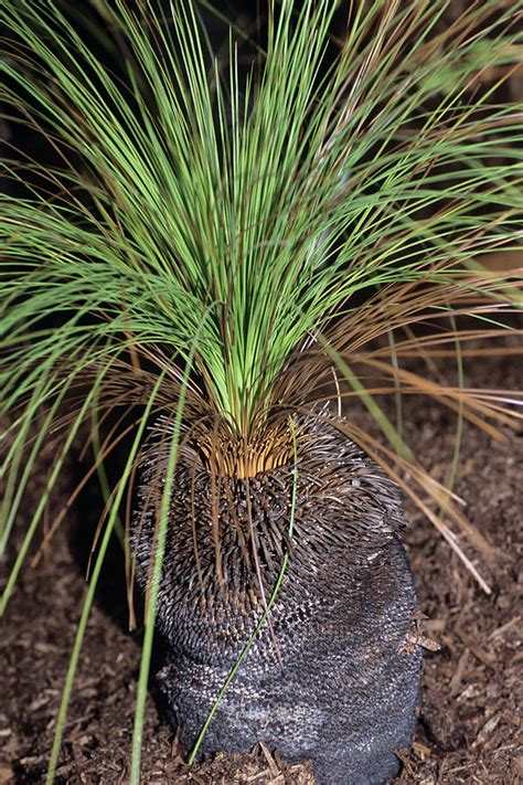 Grass Tree Photograph by Adrian Thomas/science Photo Library - Fine Art ...