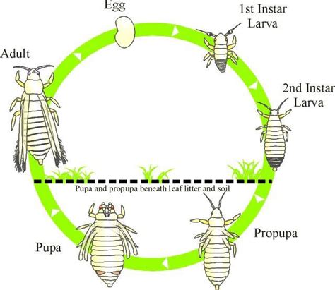 Life cycle of lice | Forest illustration, Food forest, Larvae