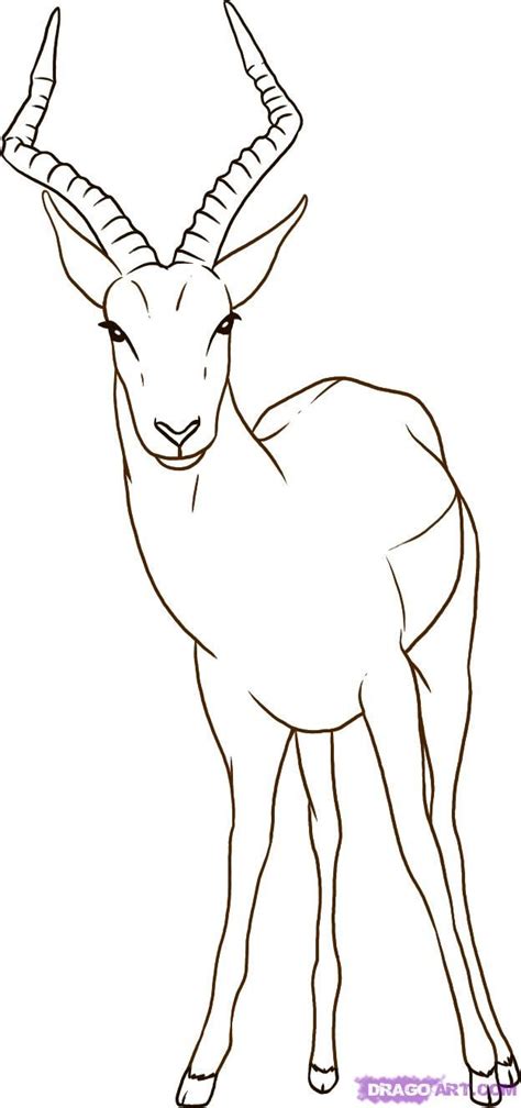 Antelope Drawing Sketch | Sketch Drawing Idea