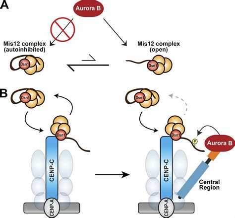 Kinetochore-localized Aurora B is required for kinetochore assembly and... | Download Scientific ...