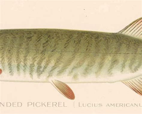 American pickerel - Facts, Diet, Habitat & Pictures on Animalia.bio