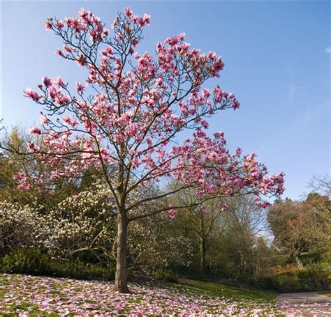 Little Gem Magnolia Tree Care - Gardenerdy