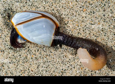 Common goose barnacle / pelagic gooseneck barnacle / smooth gooseneck barnacles (Lepas anatifera ...