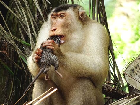 Monyet Pemakan Tikus di Malaysia yang Mengejutkan Peneliti - Mongabay.co.id