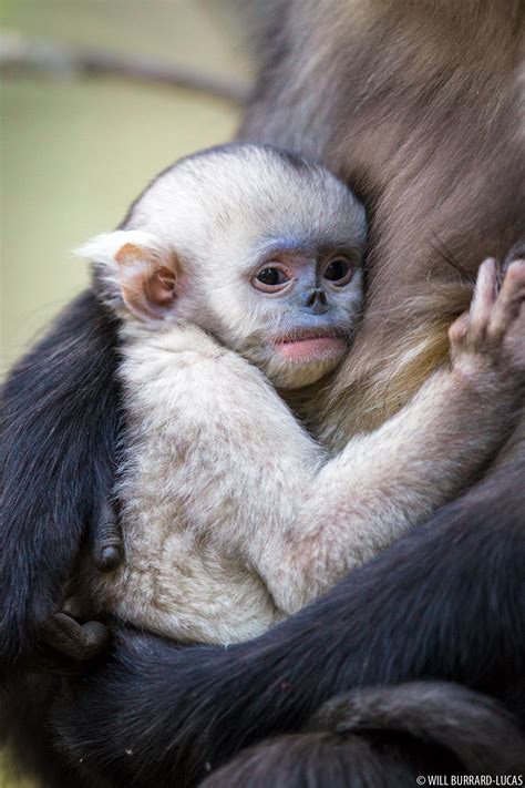 Baby Snub-nosed Monkey | Will Burrard-Lucas