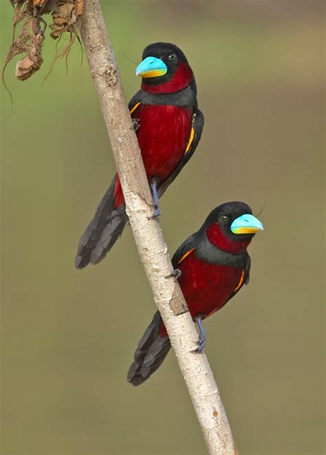 Beautiful Black and Red Broadbills | Featured Creature