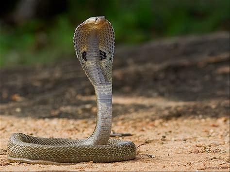 9 Most Dangerous Snakes In India - Machax