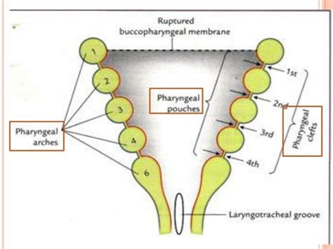 Pharyngeal apparatus