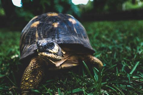 Brown Turtle on Green Grass · Free Stock Photo