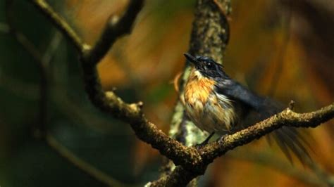 How Weather Affects Birds – Chirp Nature Center