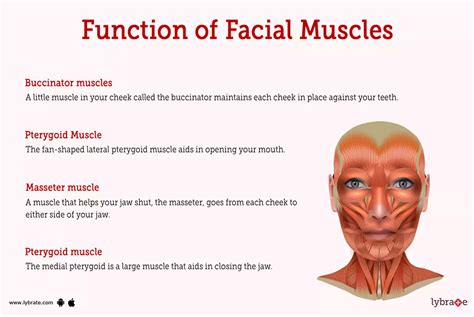 Facial Muscles (Human Anatomy): Image, Functions, Diseases and Treatments