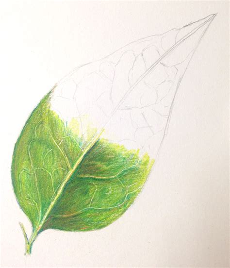 How To Shade Leaves With Colored Pencils - Amanda Gregory's Coloring Pages