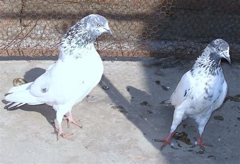 Pigeons | Kabootar Baaz | Pigeons Photos: Bateray high flying Kabootar