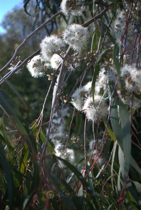 Another special Dwarf Eucalyptus for small gardens: Eucalyptus citriodora ‘Scentuous’ – Mallee ...