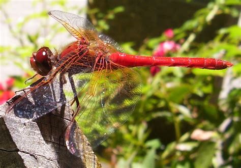 Red Dragonfly Free Photo Download | FreeImages