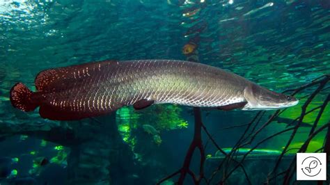 Arapaima vs. Arowana (Similarities and Differences)