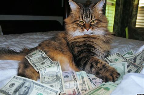 ALXBNGALA | Money cat, Funny cat pictures, Cats