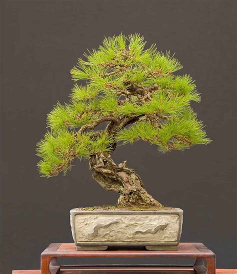 Pine Bonsai Tree - A-Z Animals