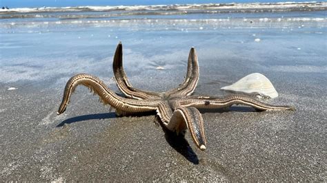 Large starfish spotted along beach in Port Aransas, Texas | khou.com