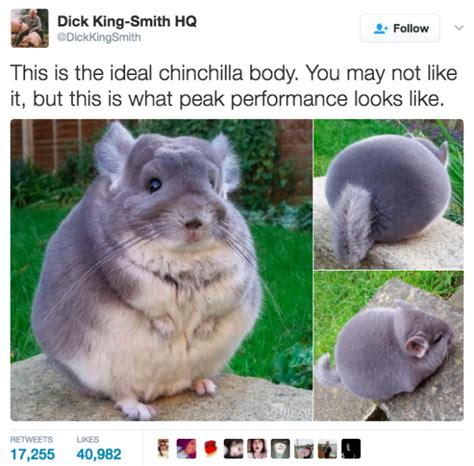 This example of peak chinchilla performance will hearten you. | Cute baby animals, Cute animals ...