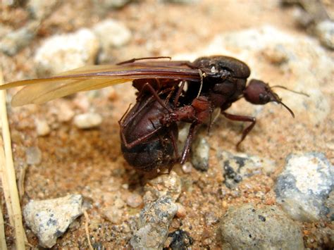 Leafcutter Ant Queen & Worker/Rainha e Trabalhador da Form… | Flickr