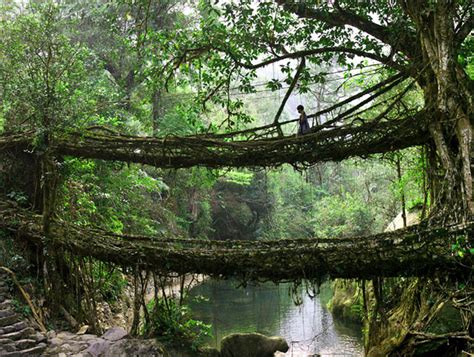 The living root bridges of cherrapunji | Meghalaya Living Root Bridges ...