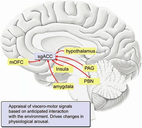 The subgenual anterior cingulate cortex (sgACC) | Download Scientific ...