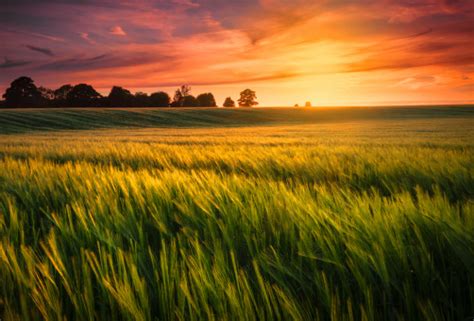 Sunset Over A Wheat Field Stock Photo - Download Image Now - iStock