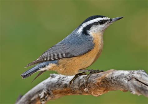 Show Me A Picture Of A Nuthatch - PictureMeta