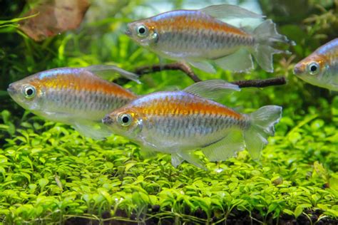 Congo Tetra (Phenacogrammus interruptus): Care Guide - Fish Laboratory