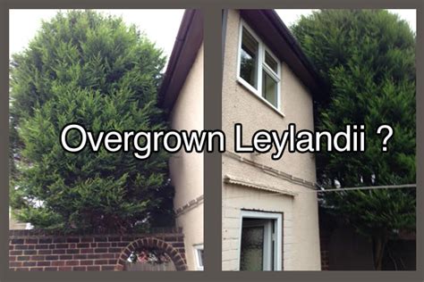 Leylandii Trees Cut Down - Hands on Tree Care - Sheffield & Chesterfield