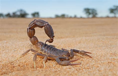 News Channel 3 Investigates: Are Arizona Bark Scorpions spreading across the valley? - KESQ