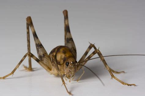 Here's What You Need To Know About Spider Crickets | Cricket insect ...