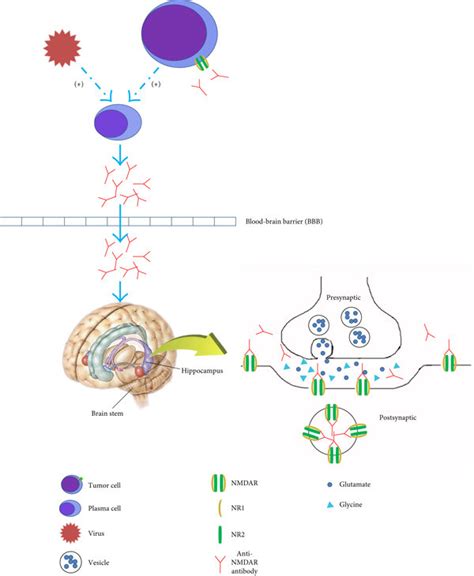 Possible pathogenesis of anti-NMDAR encephalitis. Anti-NMDAR antibodies ...