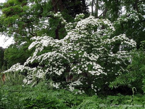 Cornus kousa (Chinese Dogwood, Japanese Dogwood, Kousa Dogwood) | North ...