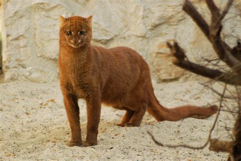 Jaguarundi-Captive-Poland-Zoo - S.P.E.C.I.E.S.