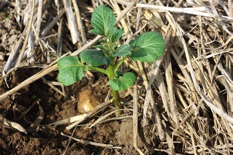 Decisions at planting: Potato planting depth and distances