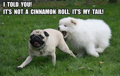 The Best Pug Memes on the Internet