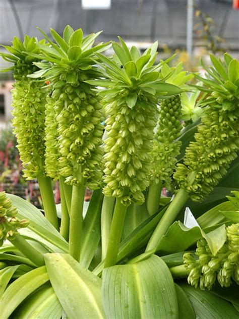 Eucomis the lovely pineapple lily – Artofit