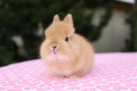 Netherland Dwarf rabbit Rabbits For Sale | Anaheim, CA #184494