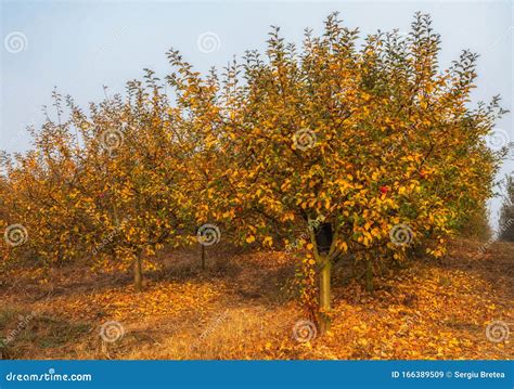 Autumn Apple Trees before Harvest Stock Image - Image of apple, blue ...