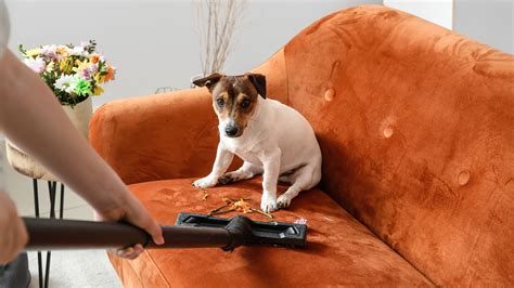 How To Get Rid Of Fleas In Furniture | Storables