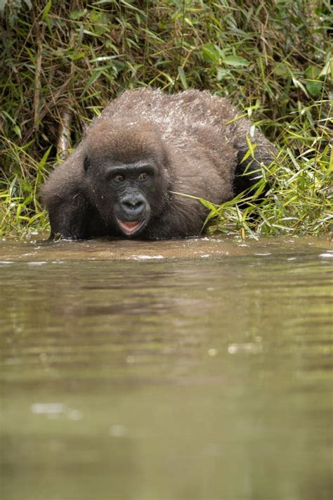 Beautiful and Wild Lowland Gorilla in the Nature Habitat Stock Image - Image of fossey, animals ...