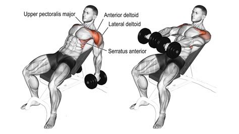 Best Anterior deltoid (Front Deltoid) Exercises & Workout