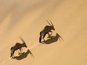 Namibia Safari Tours: Directory of Namibia Tour Companies